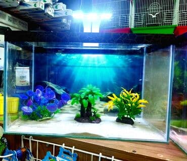 baliq toru: Dördbucaq akvarium, Balıqlarla birlikdə, 18 l, Rayonlara çatdırılma, Ünvandan götürmə, Pulsuz çatdırılma — 7