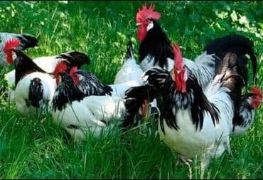 cücə və xoruz: Salam Ayam cemani,,. argenal.yumurtasi,cucesi.colpasi,,xoruzu.toyugu — 13