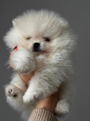 pomeran itleri: Şpitz, 2 ay, Peyvəndli, Ünvandan götürmə, Pulsuz çatdırılma, Ödənişli çatdırılma — 3