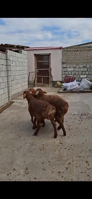 Gəmiricilər: Qoyunlar – 3 baş, ətlik/südlük yerli cins - Rəng: açıq-sarı və tünd — 10