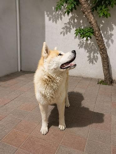 iller: Akita-inu, 2 il, Erkek — 2