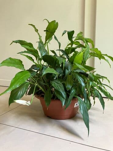 Çöl bitkiləri: Spathiphyllum — 3