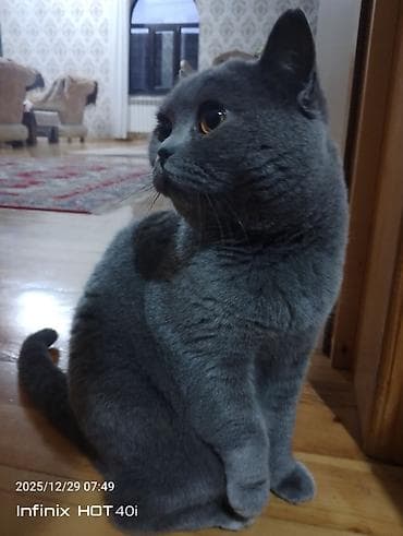 Heyvanlar üçün mallar: Britan — 2