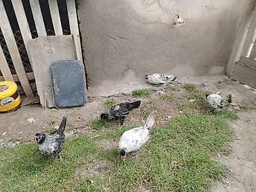 cins inəklərin satışı: Toyuq, Yumurtalıq — 4