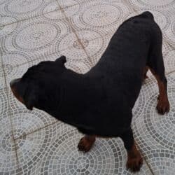 корм для собак баку: Rottwelier
6 aylıqdı — 2