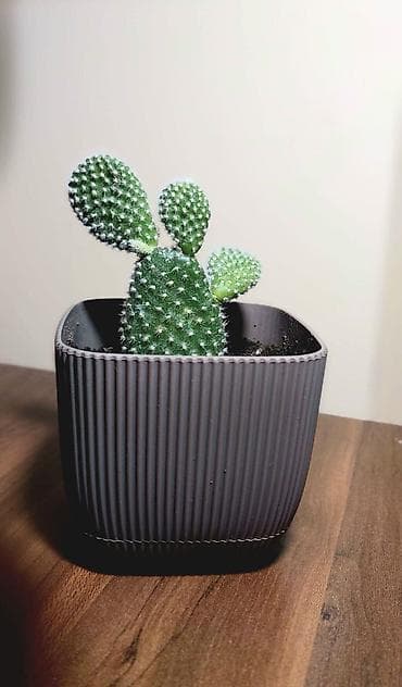 Buket güllər: Qara plastik qabda olan bu şirəli bitki otağınıza və ya ofisinizə — 10