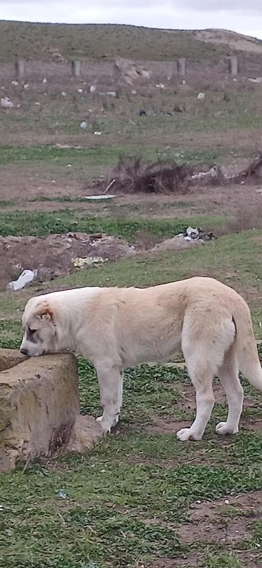 Qurdbasar, 6 ay, Dişi, Peyvəndli, Ödənişli çatdırılma