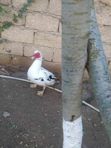 Inəklər, öküzlər: Erkək, | Lal ördək, Damazlıq, Ünvandan götürmə — 8