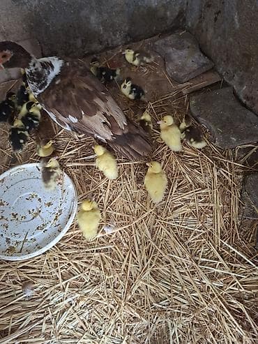 Dişi, | Lal ördək, Damazlıq