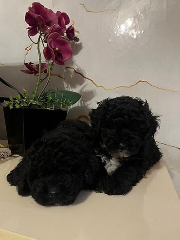 balaca it: Pudel, 2 ay, Erkek — 5