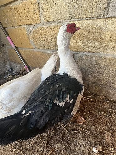 it hekimi bakida: Erkək, | Lal ördək, Damazlıq, Ünvandan götürmə — 3