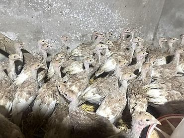 siyam pisiyi satilir: Açıq Burbon Hinduşka Balası. Tam Original Sort. Çox Çətinliklə Tapılan — 5