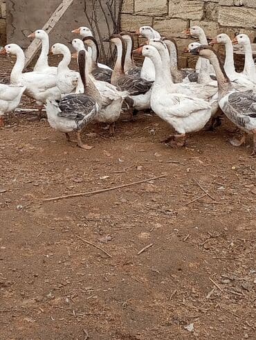 bmw 3 серия 328i at: Erkək, Damazlıq — 3