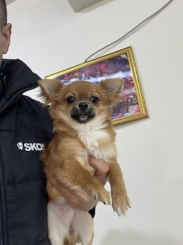 basenc itleri: Çixuahua, 6 ay, Dişi, Peyvəndli, Ödənişli çatdırılma — 4