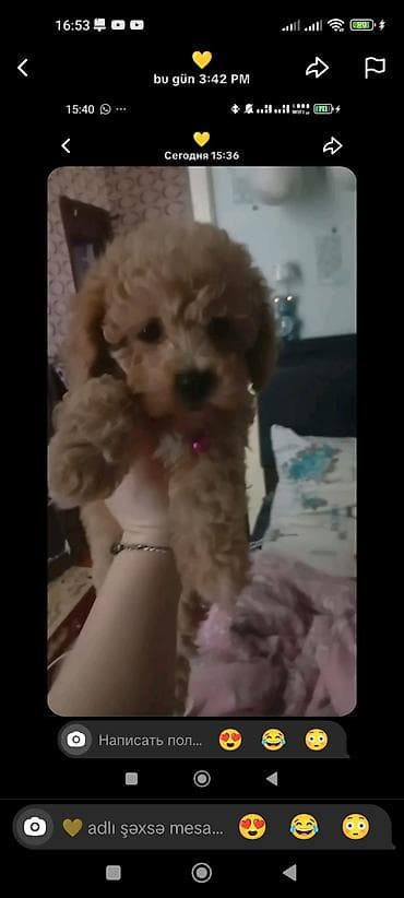 it oyuncaq: Pudel, 4 ay, Erkek, Peyvəndli, Ünvandan götürmə — 2