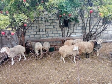 cins ineklerin satisi 2019: Qoyun quzu damazliq — 3