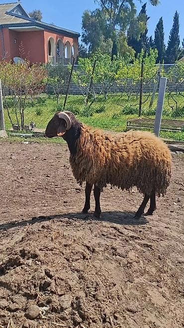 Salam 1 yasi teze olub Qala toglusudu buynuzlu iri heyvandi. Damazliga — 1