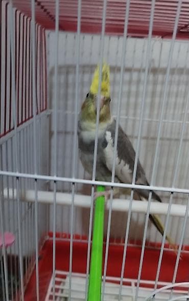 korella quş: Salam dağıstan sortu korella satılır 5 aylıqdı danışmağa hazırdı — 2