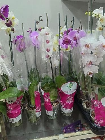 dekorativ işıq: - Rənglər: ağ, açıq bənövşəyi, çəhrayı və tünd bənövşəyi tonlar - Hər — 3