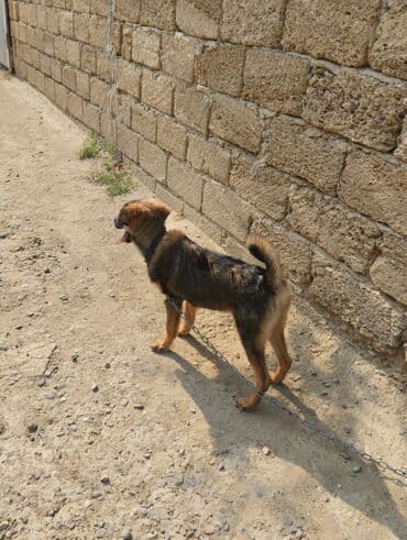 Грызуны: 6 месяцев, Самец, С прививками — 4