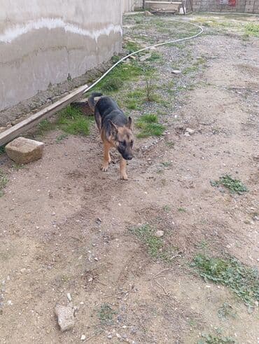 Boşqablar: Alman çoban iti, Peyvəndli — 1