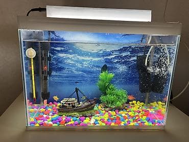 Akvariumlar: Dördbucaq akvarium, Balıqlarla birlikdə, 24 l — 1