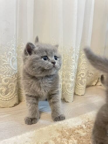 şirin pişik: Британская, Самка — 5