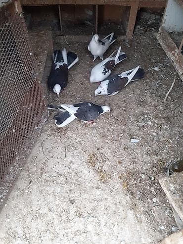 balaca itlerin satisi: Çəplər 1 cüt erkək,2 maya.1 cüt çəplər erkək maya.Yumurtaya döyürlər.1 — 2