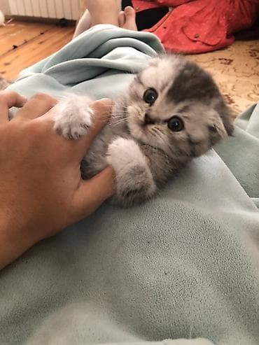 erkək keci: Britan yastı qulaq, Erkək — 3