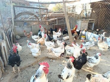 породистые собаки в добрые руки: Курица, Для разведения — 1