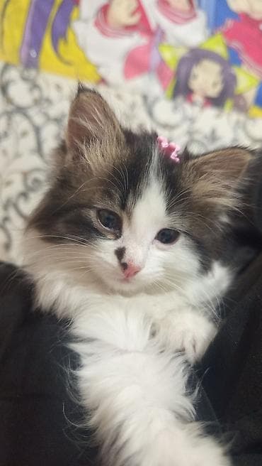 pişik qabı: Dişi — 5