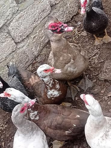 ordəy: Tam sağlam akdif bezekli lal ördekler sagılır.her bir rengden 1-cütdü — 5