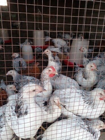 inekler ucar: Colpa diri cekisi 900,800 — 1