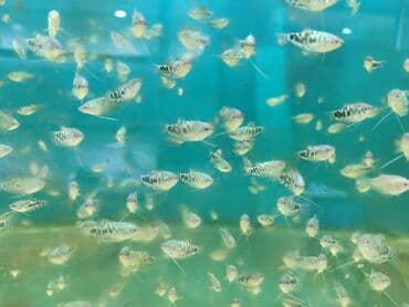 продажа аквариумных рыбок: Quppi, Sülhsevər, Ünvandan götürmə, Ödənişli çatdırılma — 3