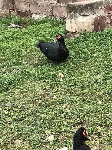 Cücələr: Satılır: Zumurud erkeyler 1 denesi 80 manat cavan. Damazdiq — 6