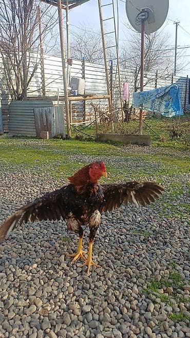 yerli keci: 9 aylıq heyvandı təmiz qan təmiz cins axdaralara gəlsin 1 dəfə ayaqı — 3