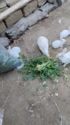 Inəklər, öküzlər: Ağ rəngli ev dovşanları – təmiz və sağlam, aktiv və mehriban. Şəkildə — 1