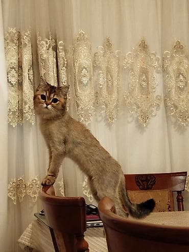 it cut: Qızıl şinşilla, Dişi, Cütləşmə üçün — 3