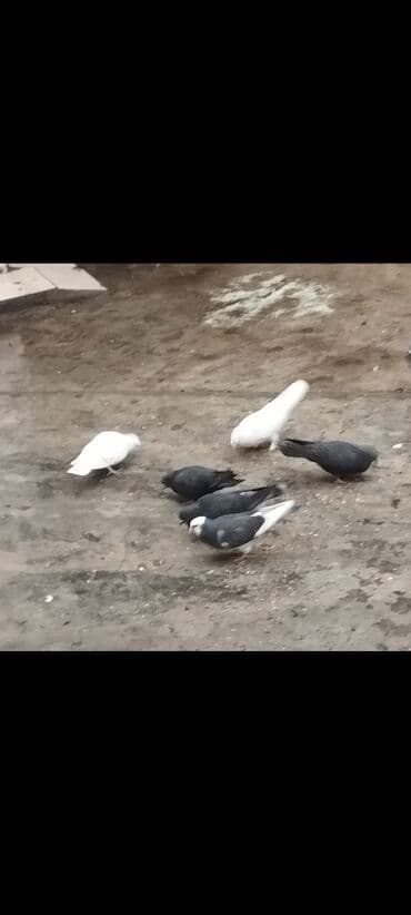 Lincoln: Məhsul: Ev göyərçinləri (dekorativ/uçuş üçün) Təsvir: - Şəkildə bir — 1