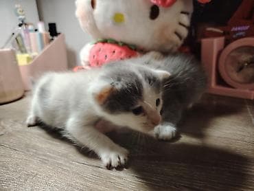 doberman qiyməti: Erkek ve dişi. Oynaqdırlar.yaxşı baxana satılır ucuz qiymətə — 3