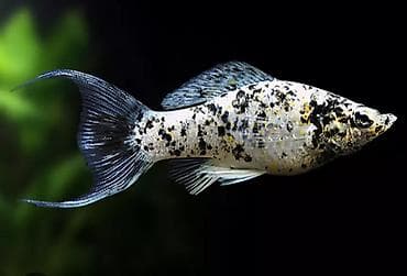 Животные: Моллинезия, Мирные — 2