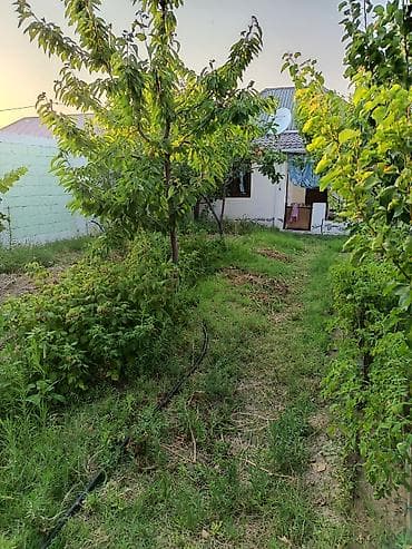 ağaç satışı: Avtozavod qəsəbəsi tərəfdə, Əfrasiyab Bədəlbəyli küçəsində 5 sot — 2