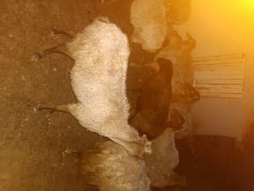 cins ineklerin satisi 2018: Məhsul: Qoyun sürüsü Salam.Qoca qoyunlardi.15 basdi.160 manatdan — 5