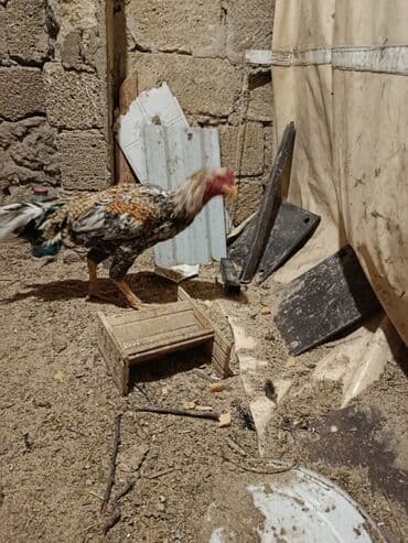 Цыплята: Петух, Heyrati, лет: 1, Платная доставка — 2