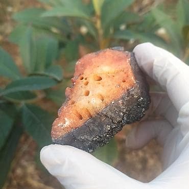 neftci forma: Nadir Təbii Vulkanik Daş Satılır 🔥 Dekorasiya və Kolleksiya üçün 💎 — 3