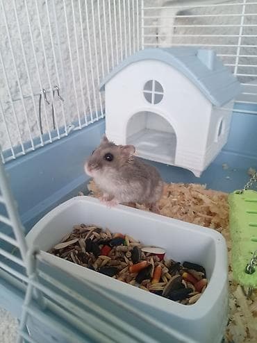 Hamster üçün tam avadanlıqla qəfəs dəsti Məhsulun tərkibi: - Metal — 3