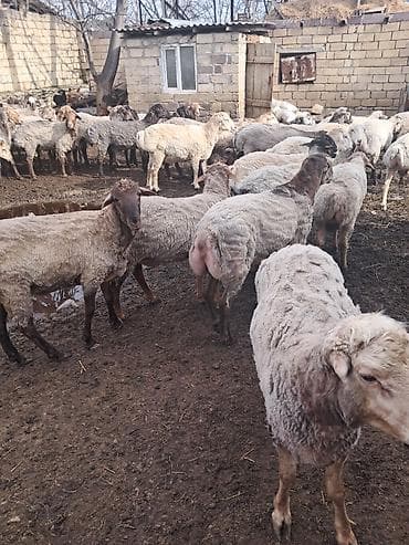 tatarlar qoyunu: Qoyun sürüsü – ət və damazlıq üçün - Növlər: qarışıq yerli və — 2