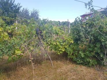 dübəndi torpaq: 23 sot, Tikinti, Makler, Kupça (Çıxarış) — 9