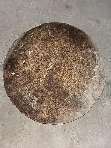 Salam. Sac satilir. Hec bir problemi yoxdu ağirdi en temiz demirdendi — 2