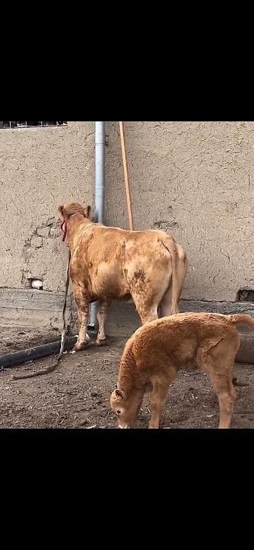 kənd heyvanları: Satlıq heyvan – inək ilə buzov dəsti - Növ: inək və yanında erkək — 6